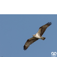 گونه عقاب ماهیگیر Osprey